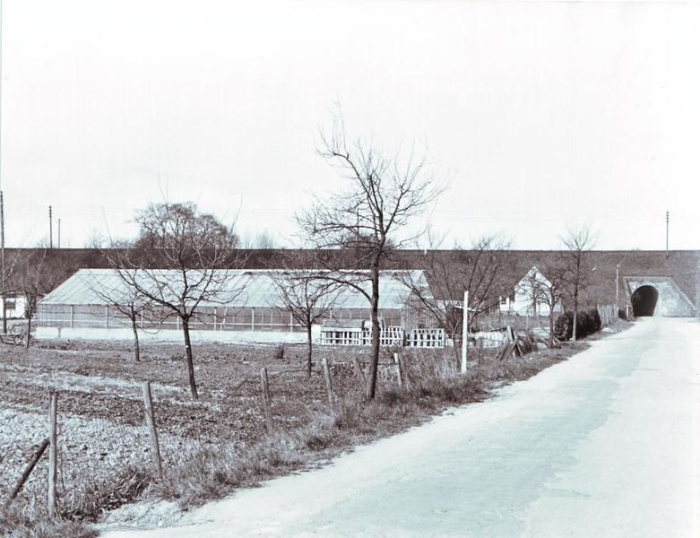 Datei:43 Moltkestrasse unterer Teil Gaertnerei Jansen 1955.jpg