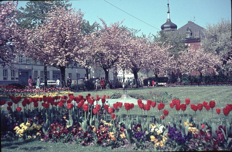 Datei:Leichlingen Box2 062 Blüte Stadtpark.jpg